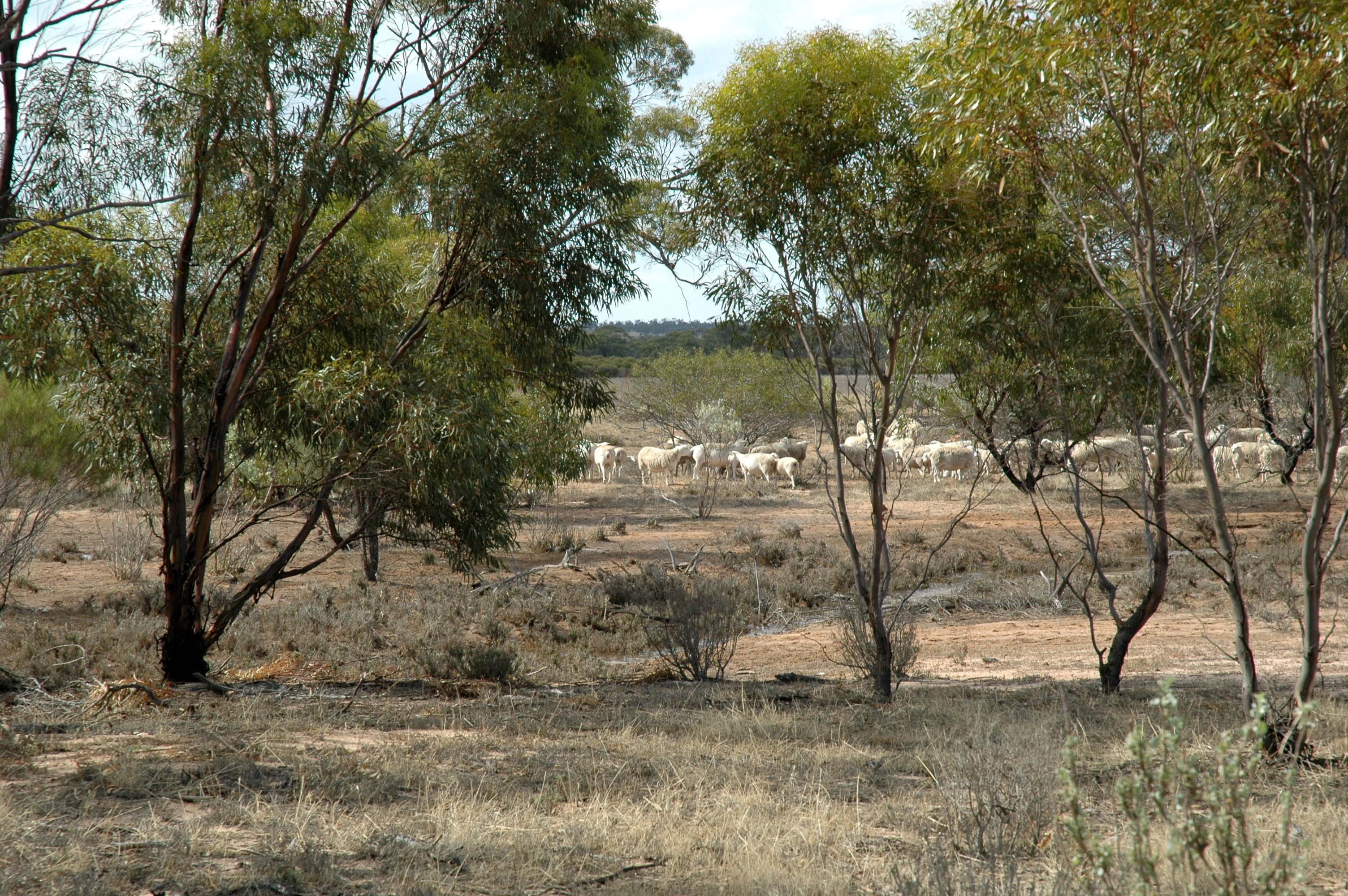 Sheep grazing in biodiverse agricultural system